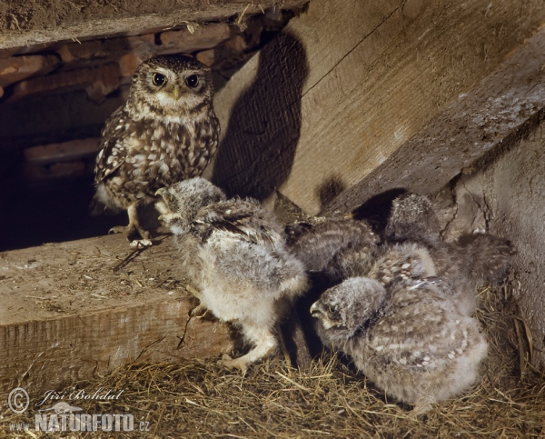 Steinkauz (Athene noctua)