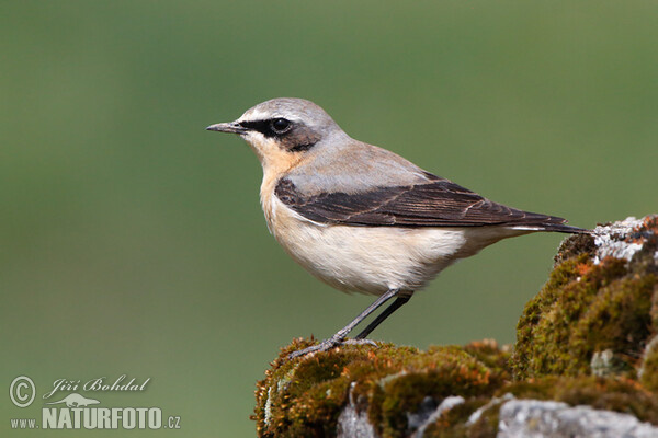 Steinschmätzer (Oenanthe oenanthe)