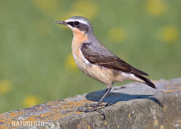 Steinschmätzer (Oenanthe oenanthe)