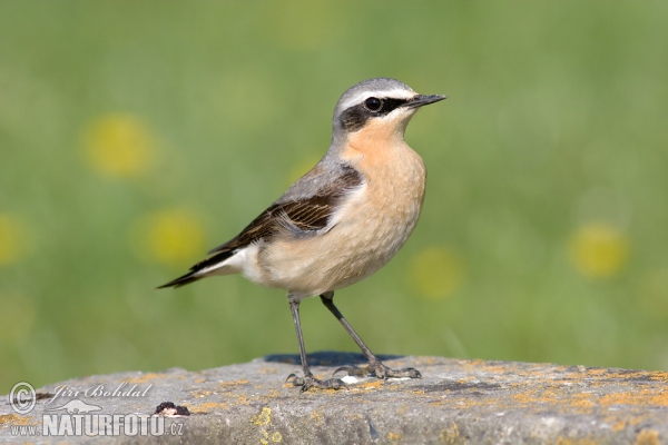 Steinschmätzer (Oenanthe oenanthe)