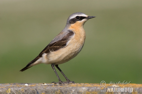 Steinschmätzer (Oenanthe oenanthe)