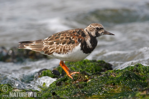 Steinwälzer (Arenaria interpres)