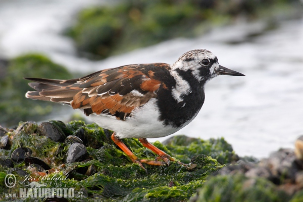 Steinwälzer (Arenaria interpres)