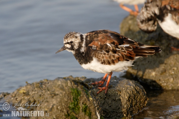 Steinwälzer (Arenaria interpres)