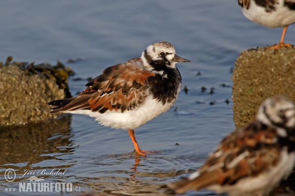 Steinwälzer (Arenaria interpres)