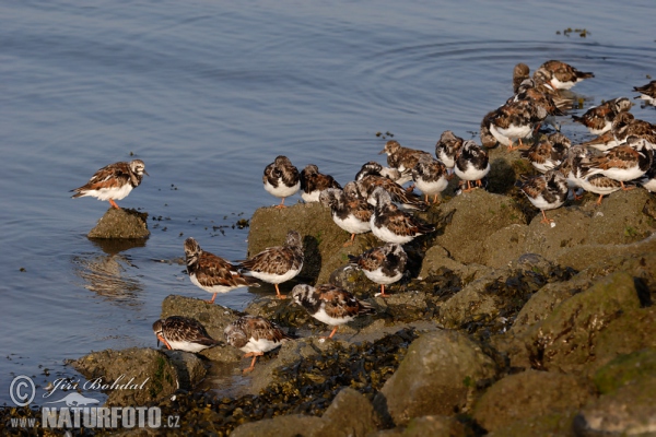 Steinwälzer (Arenaria interpres)