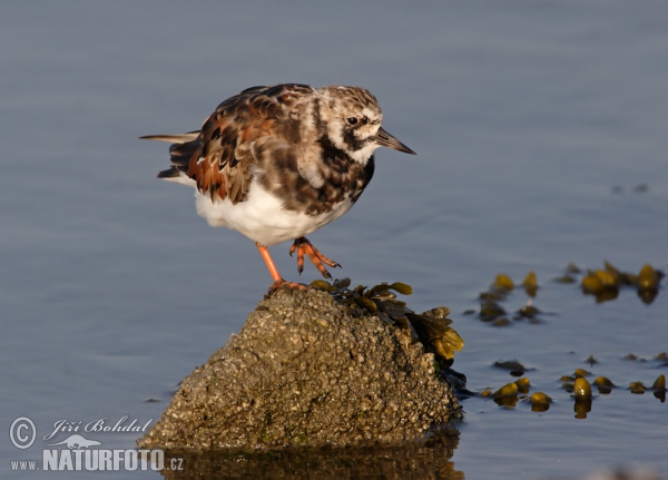 Steinwälzer (Arenaria interpres)