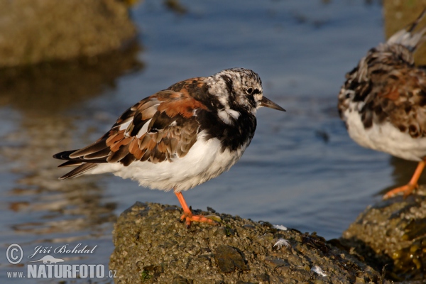 Steinwälzer (Arenaria interpres)