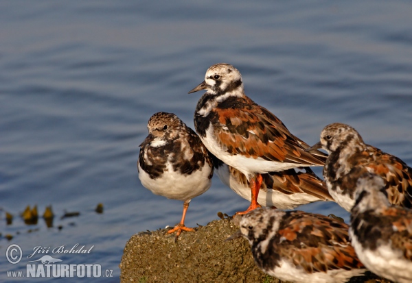 Steinwälzer (Arenaria interpres)