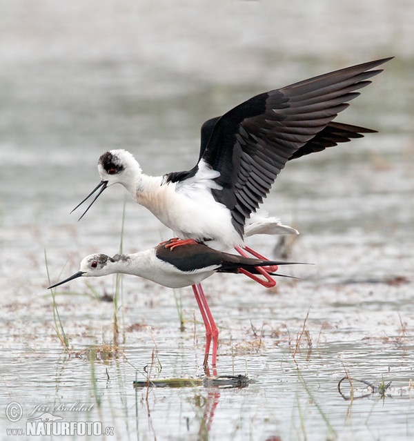 Stelzenläufer (Himantopus himantopus)