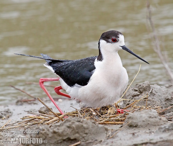 Stelzenläufer (Himantopus himantopus)