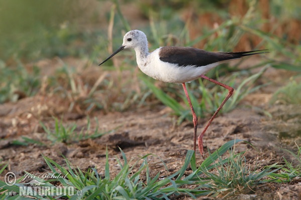 Stelzenläufer (Himantopus himantopus)