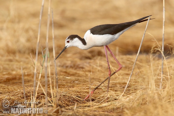 Stelzenläufer (Himantopus himantopus)