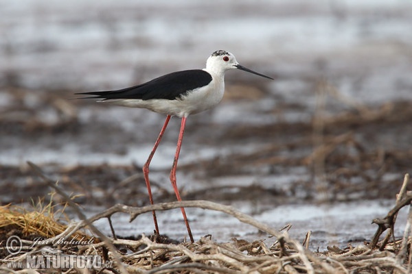 Stelzenläufer (Himantopus himantopus)