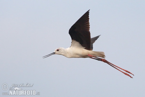 Stelzenläufer (Himantopus himantopus)