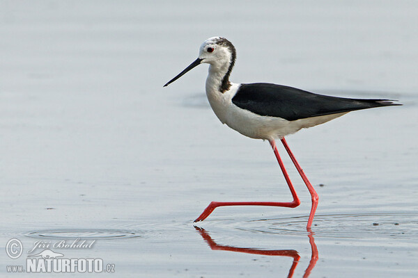 Stelzenläufer (Himantopus himantopus)