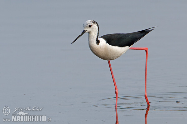 Stelzenläufer (Himantopus himantopus)