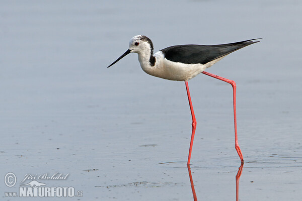 Stelzenläufer (Himantopus himantopus)