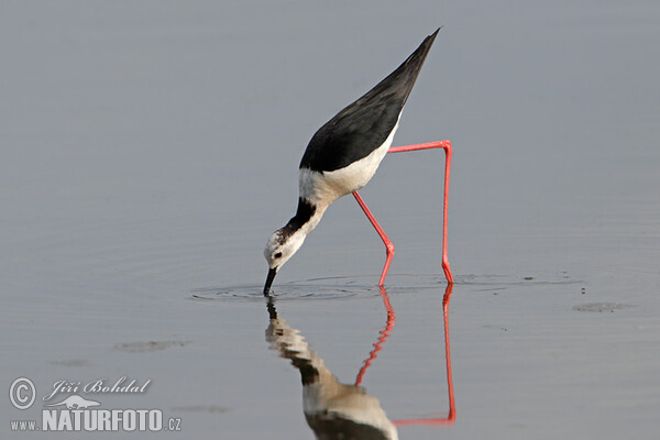 Stelzenläufer (Himantopus himantopus)