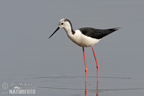 Stelzenläufer (Himantopus himantopus)