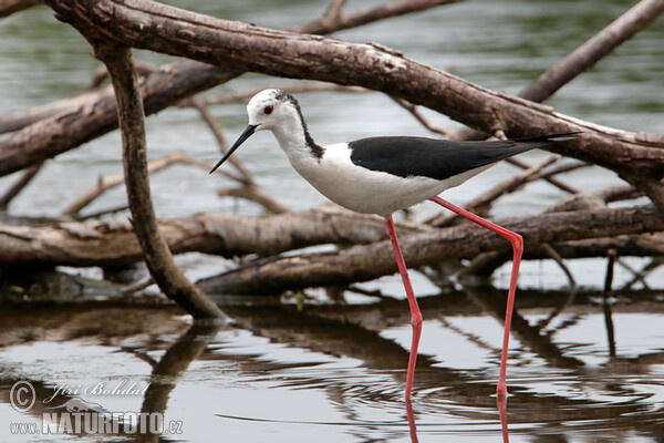 Stelzenläufer (Himantopus himantopus)