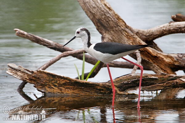 Stelzenläufer (Himantopus himantopus)