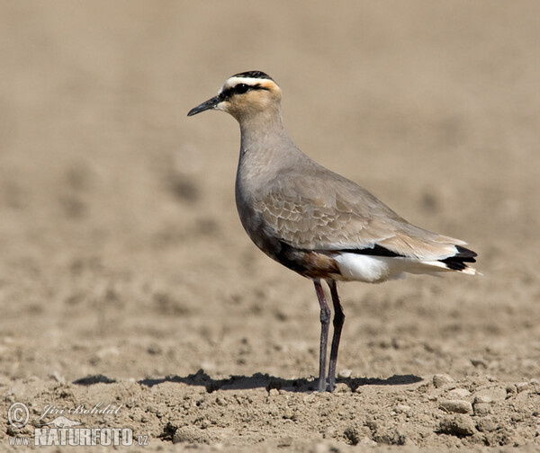 Steppen Kiebitz (Chettusia gregaria)