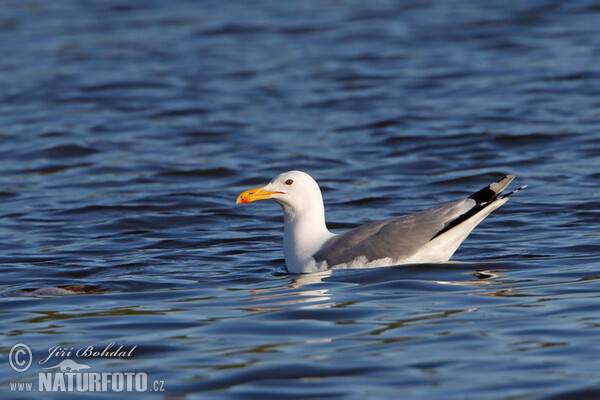 Steppenmöwe (Larus cachinnans)