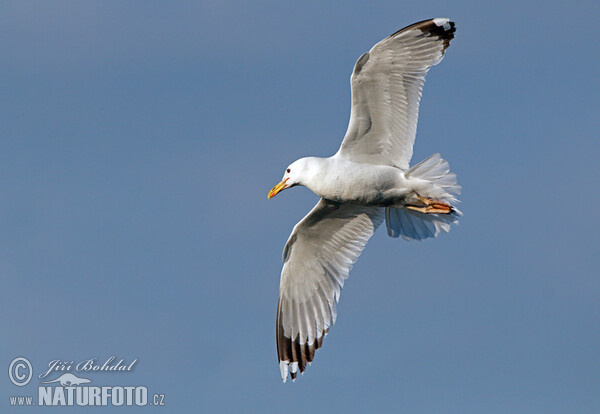 Steppenmöwe (Larus cachinnans)