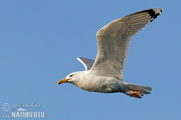 Steppenmöwe (Larus cachinnans)