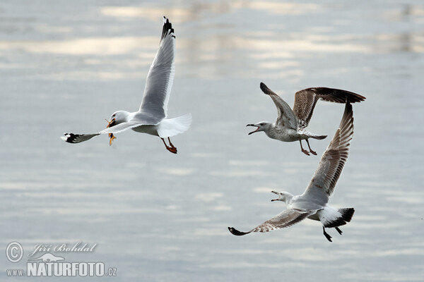 Steppenmöwe (Larus cachinnans)