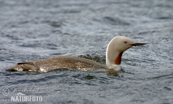 Sterntaucher (Gavia stellata)