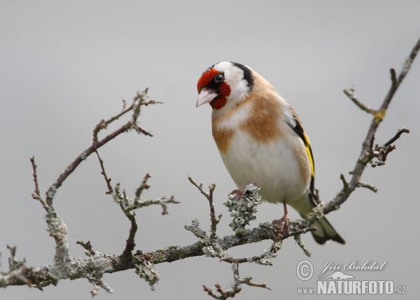 Stieglitz (Carduelis carduelis)