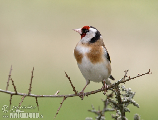 Stieglitz (Carduelis carduelis)