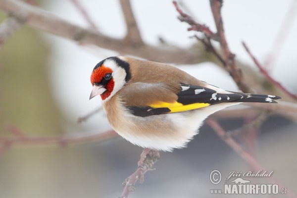 Stieglitz (Carduelis carduelis)