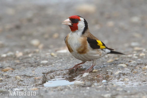 Stieglitz (Carduelis carduelis)