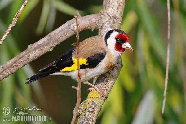 Stieglitz (Carduelis carduelis)