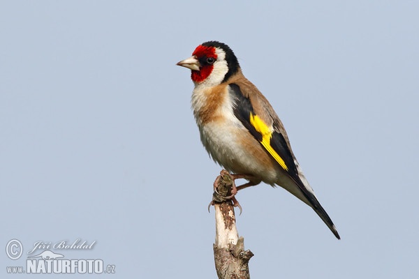 Stieglitz (Carduelis carduelis)