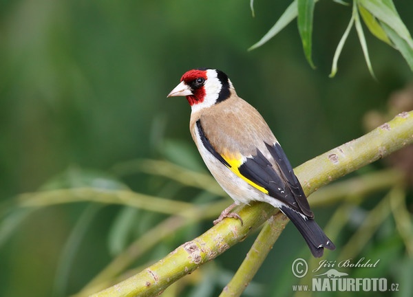 Stieglitz (Carduelis carduelis)