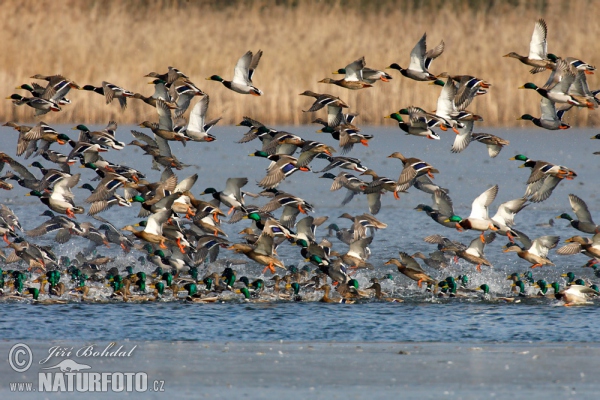 Stockente (Anas platyrhynchos)