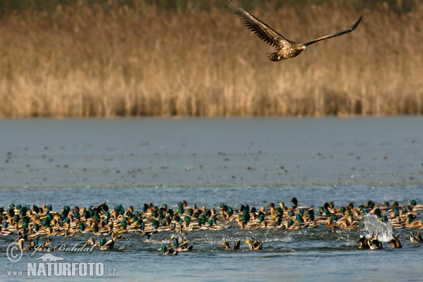 Stockente (Anas platyrhynchos)