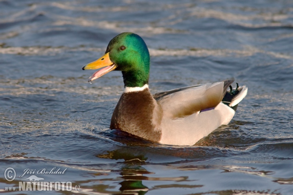 Stockente (Anas platyrhynchos)