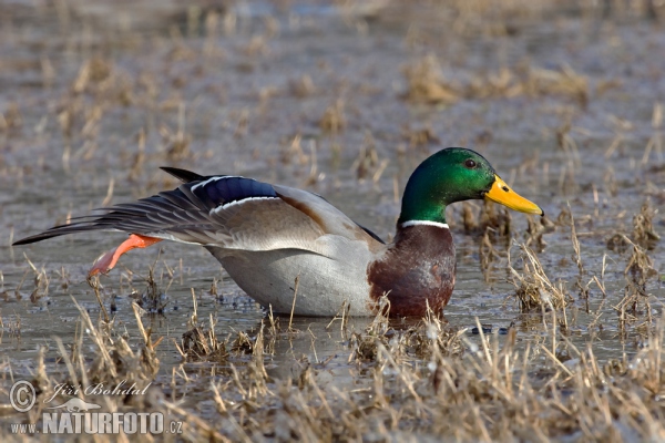 Stockente (Anas platyrhynchos)