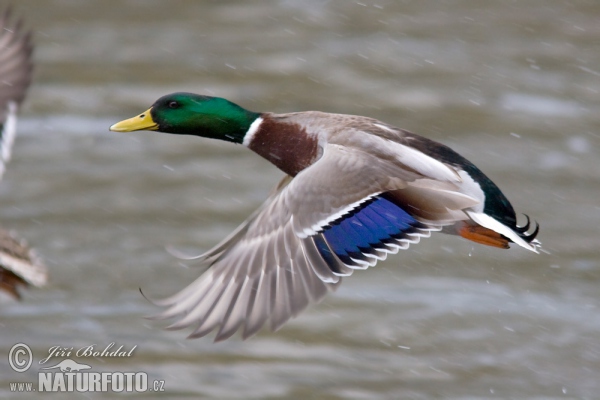 Stockente (Anas platyrhynchos)