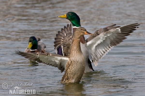 Stockente (Anas platyrhynchos)