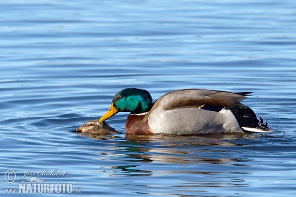 Stockente (Anas platyrhynchos)