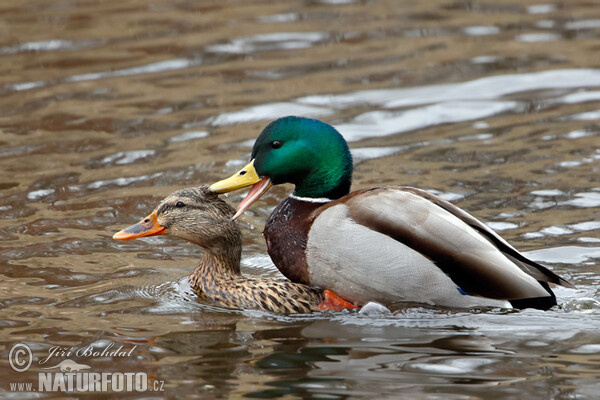 Stockente (Anas platyrhynchos)