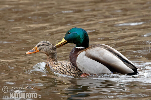 Stockente (Anas platyrhynchos)