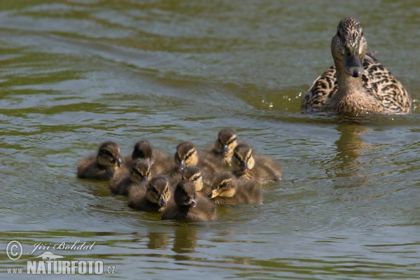 Stockente (Anas platyrhynchos)