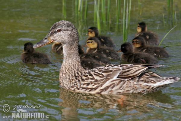 Stockente (Anas platyrhynchos)